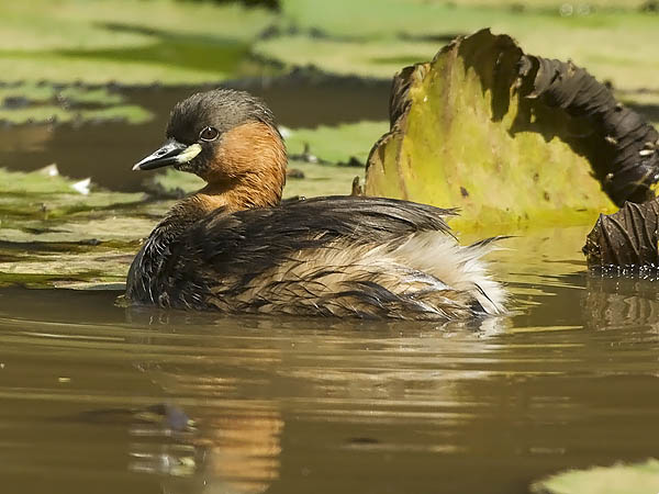 Pikku-uikku, Little Grebe, Tachybaptus ruficollis
